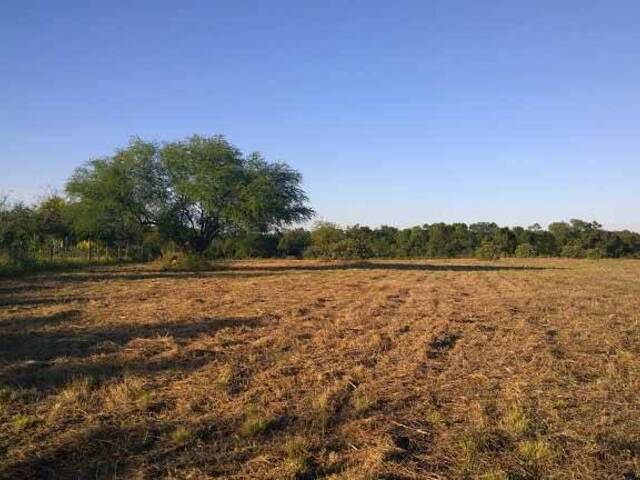 Área para Venta en Montemorelos - 5